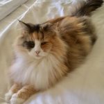 GIC Aristo Limaz Kaya Kumari, DM