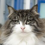 Nerine Neve de Noldor