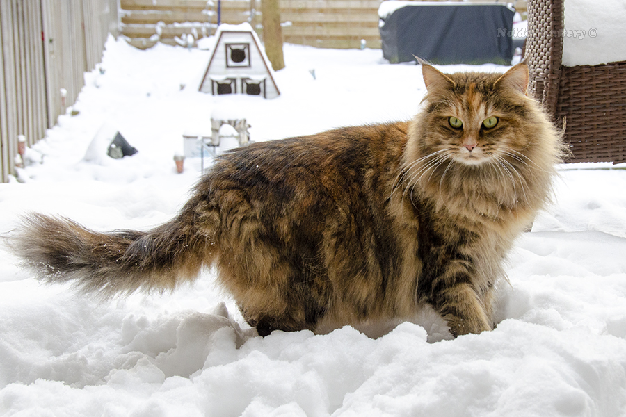 Bille 1.5 years