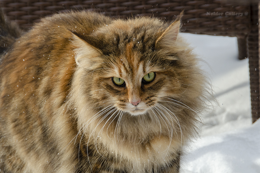 Bille 1.5 years