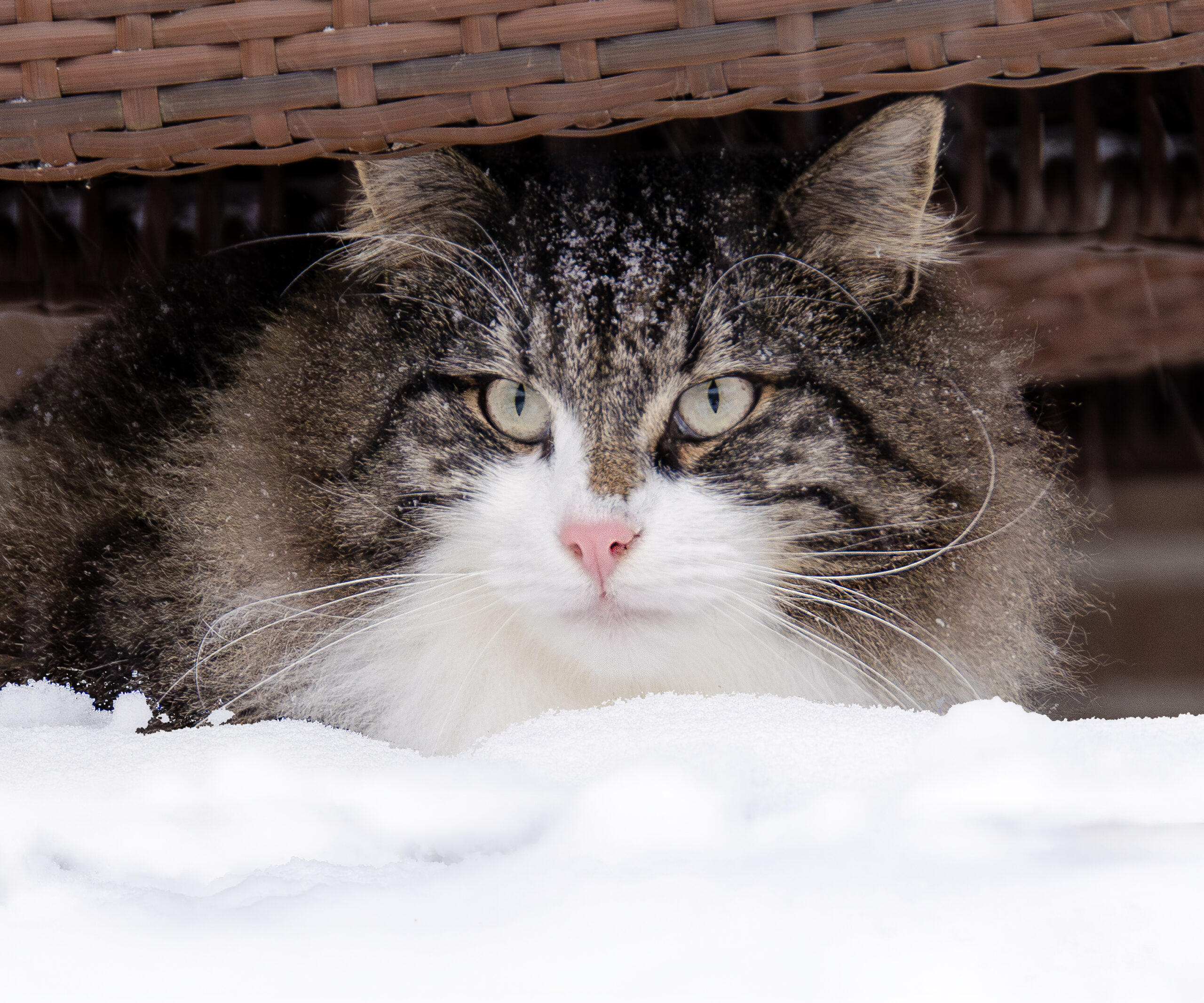 Noldor Cattery